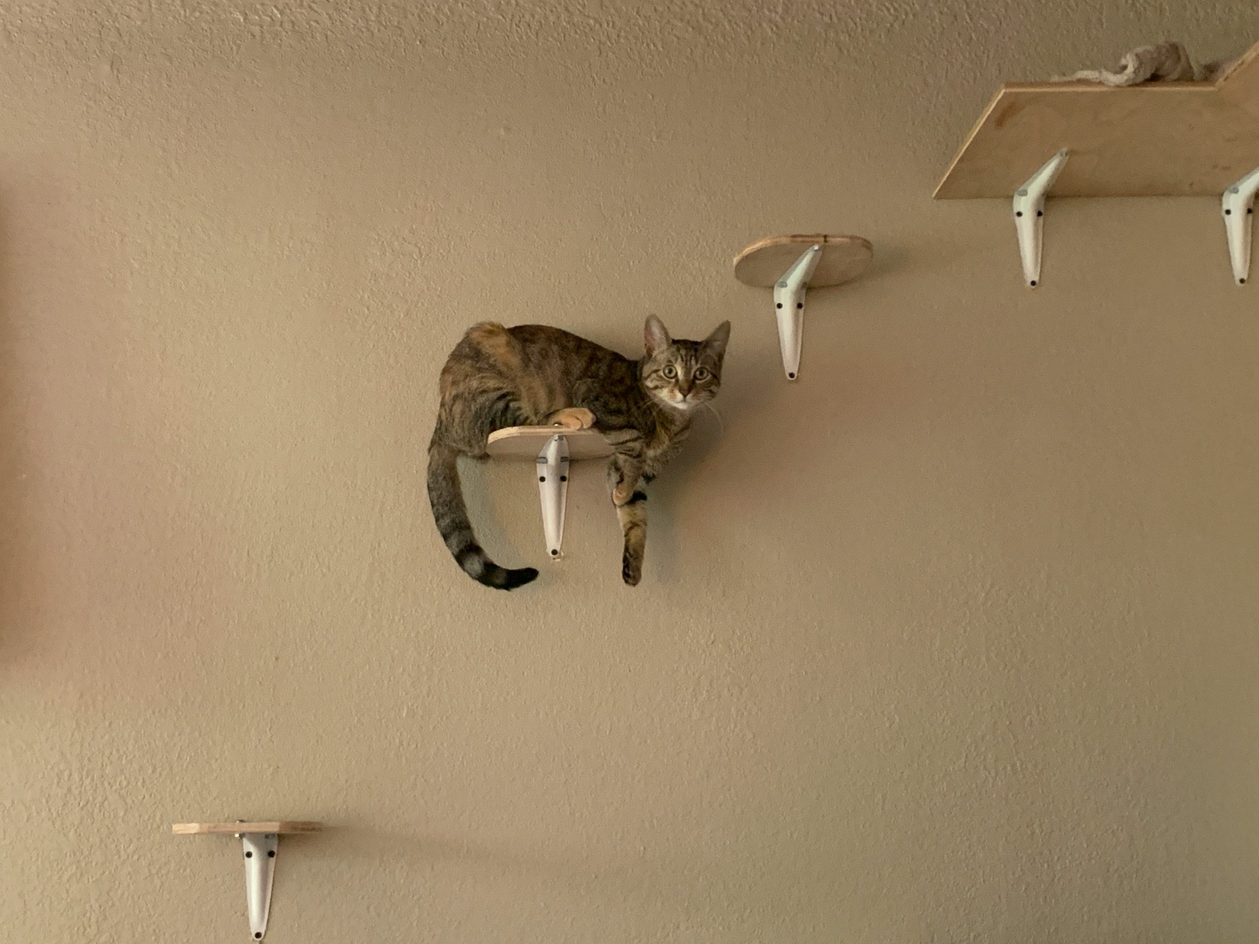 Chat utilisant des espaces en hauteur aménagés sur un mur
