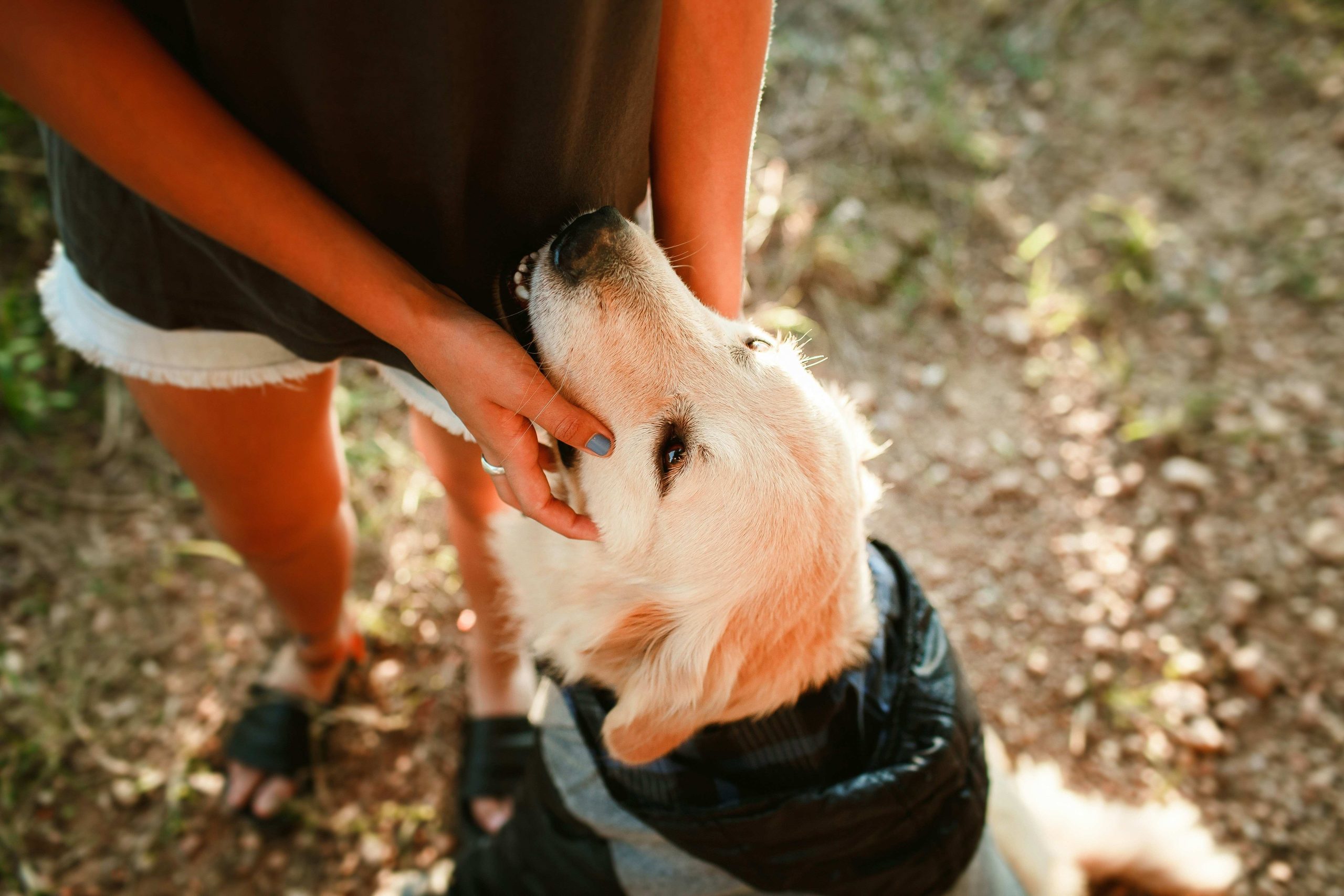 Chien recherchant le contact avec une personne lors d’une promenade