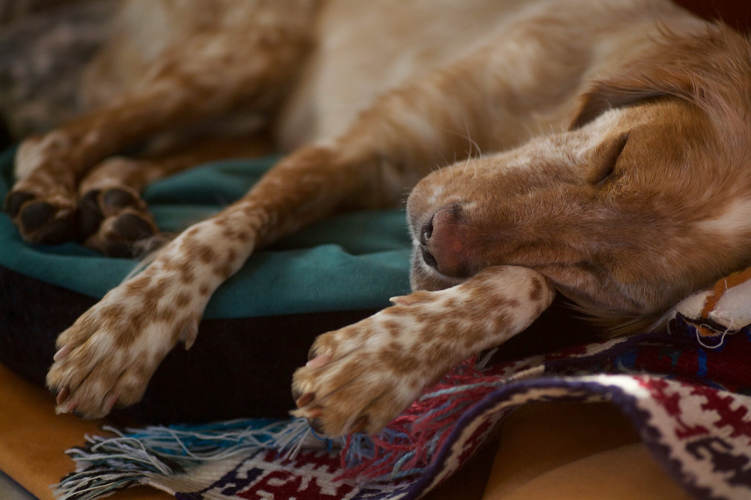 Chien allongé en train de dormir dans un espace calme
