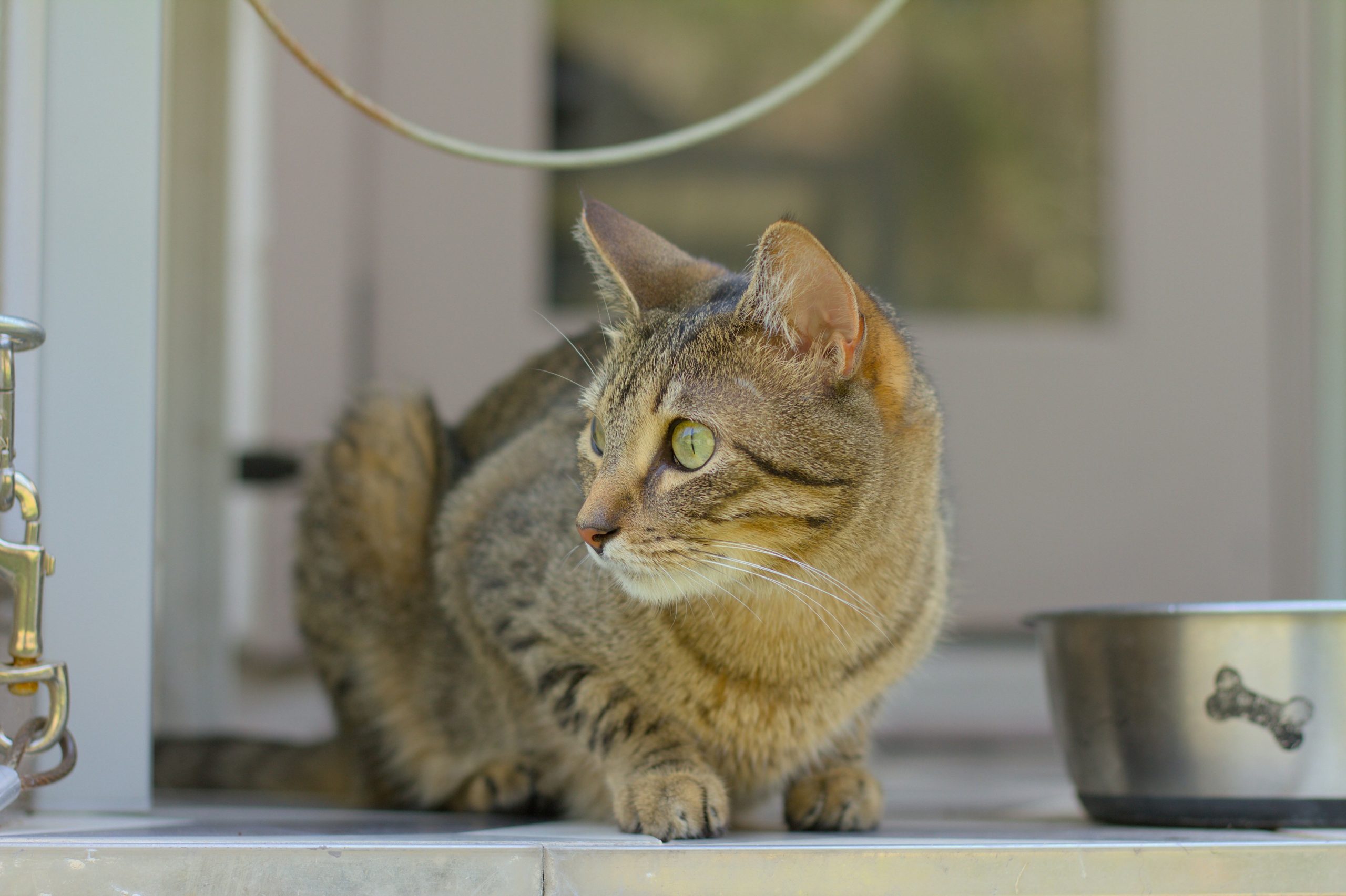 Chat près de sa gamelle dans un environnement calme