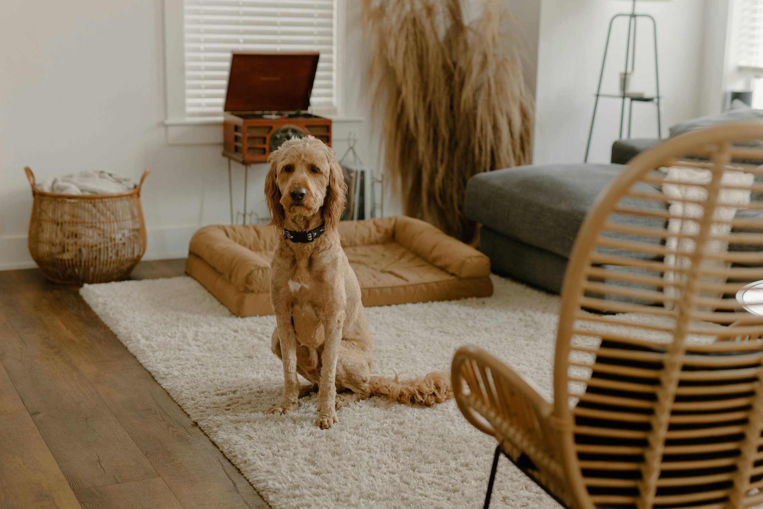 Chien dans un salon avec plusieurs espaces de repos aménagés