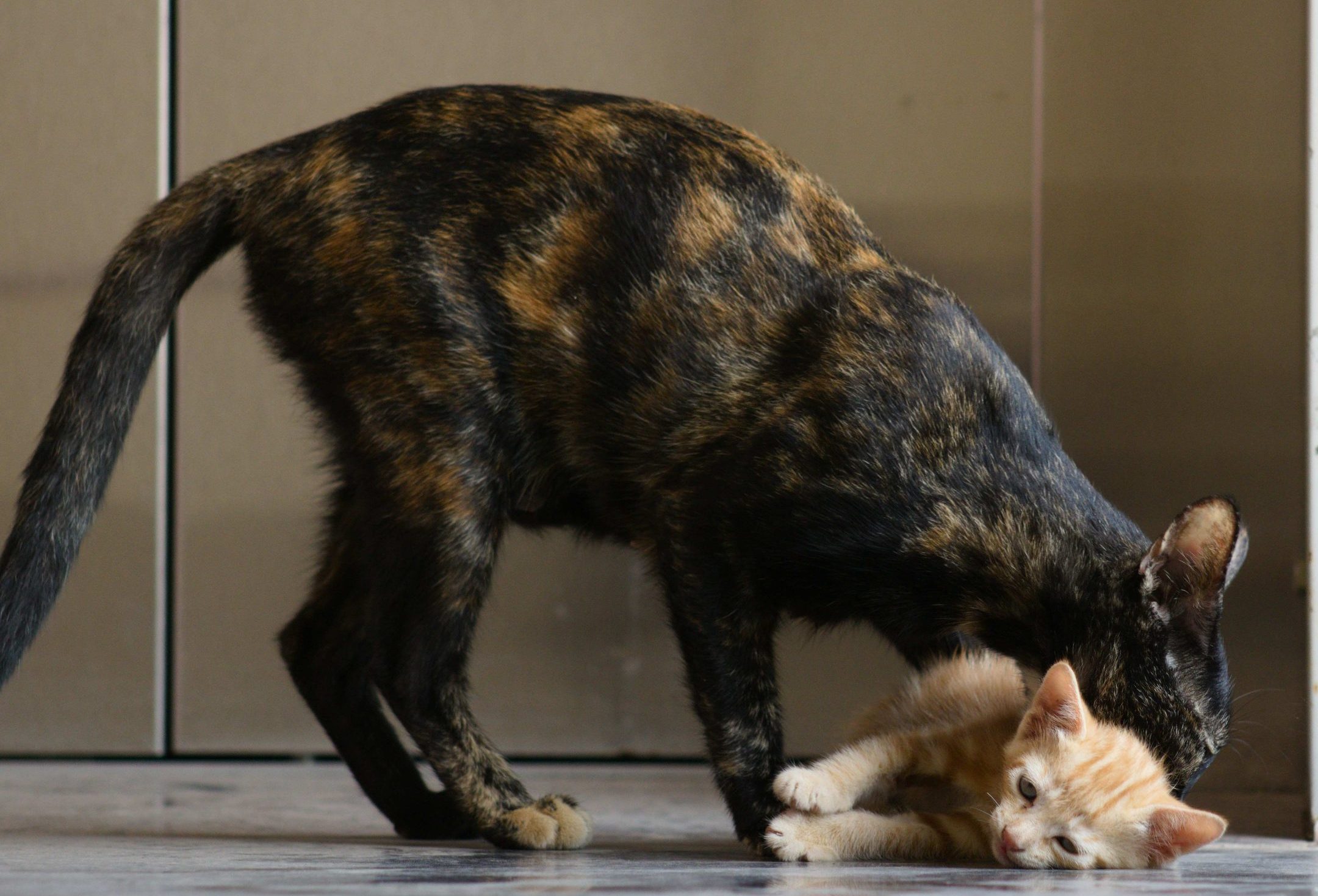 Chat adulte toilettant un chaton allongé près de lui