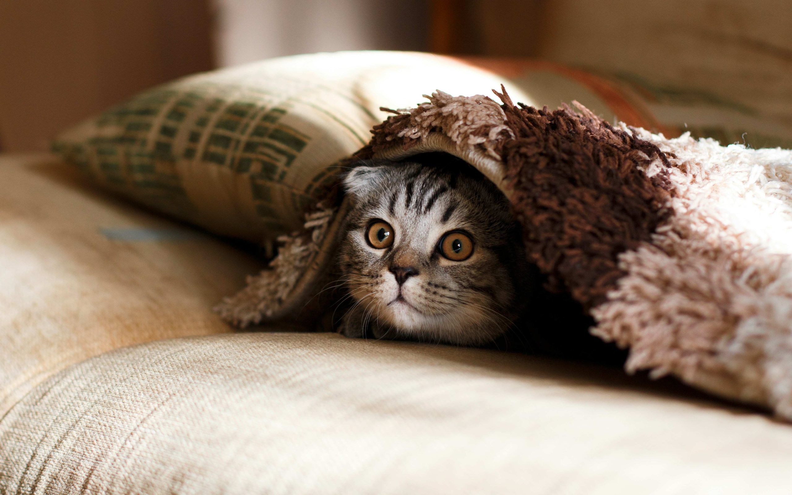Chat tigré partiellement caché sous une couverture et observant ce qui l’entoure