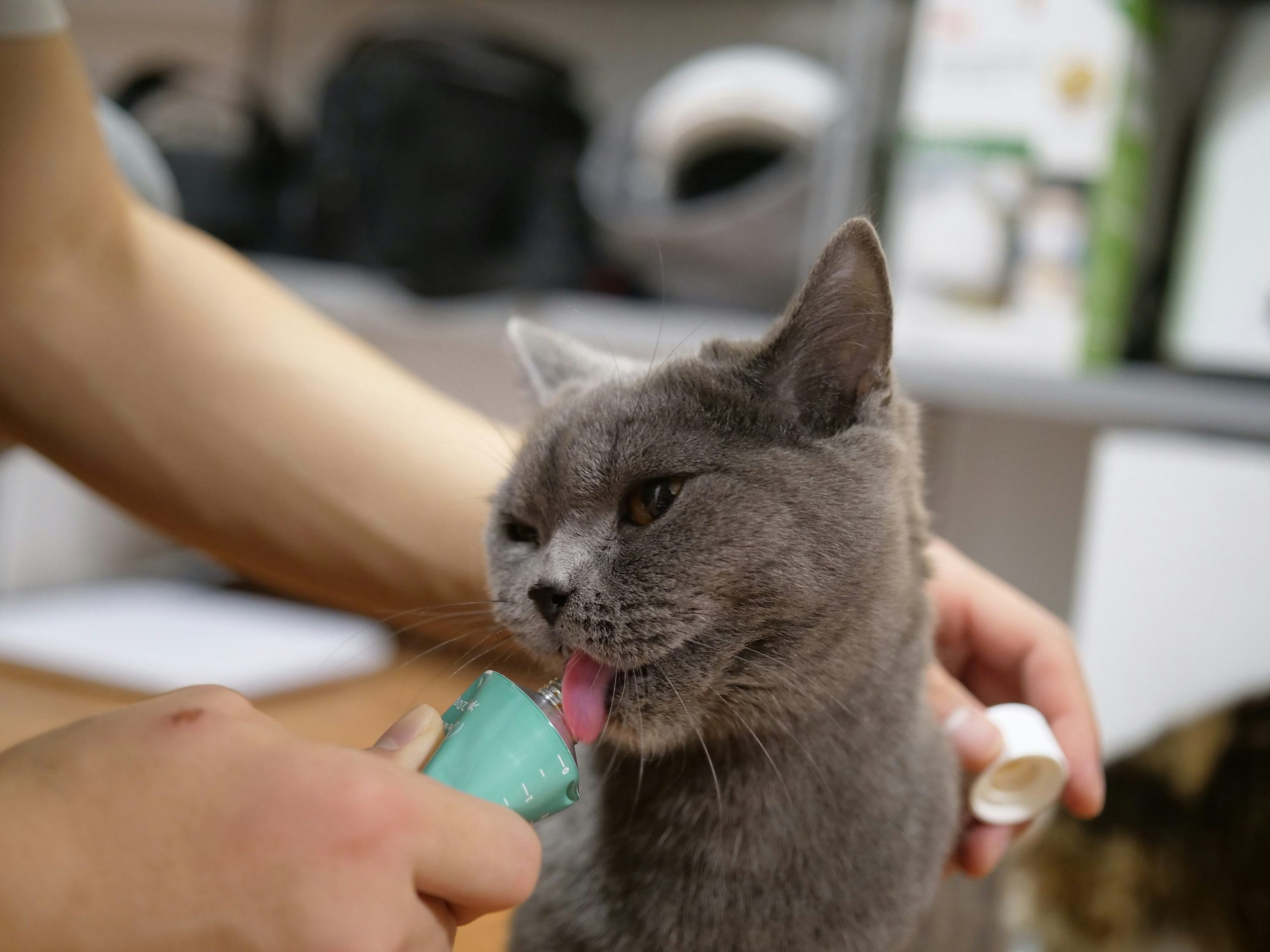 Chat gris léchant une friandise en tube tenue par une personne