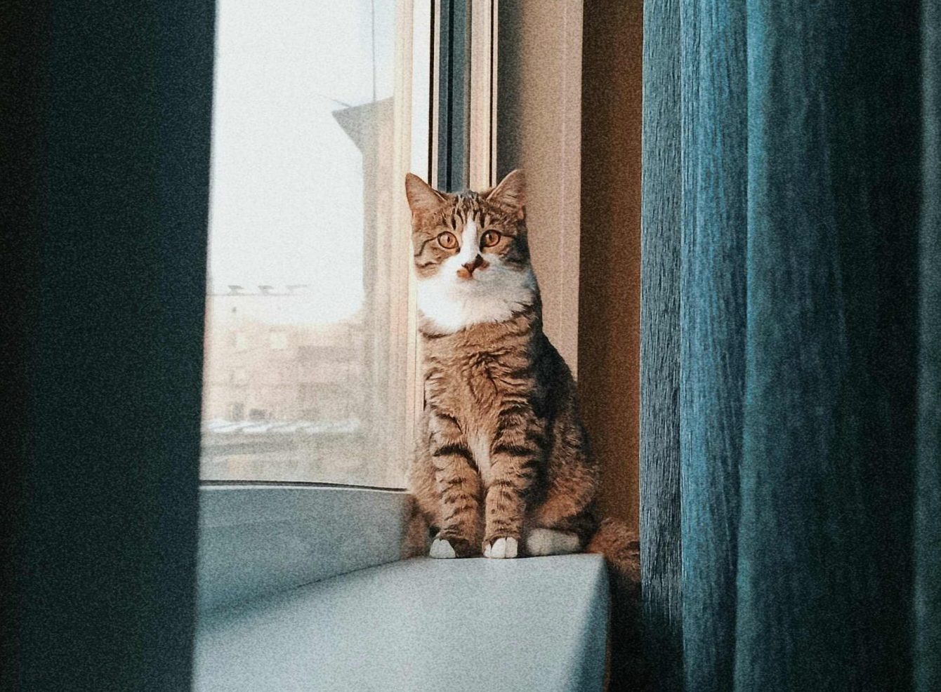 Chat assis près d’une fenêtre entre deux rideaux et observant son environnement