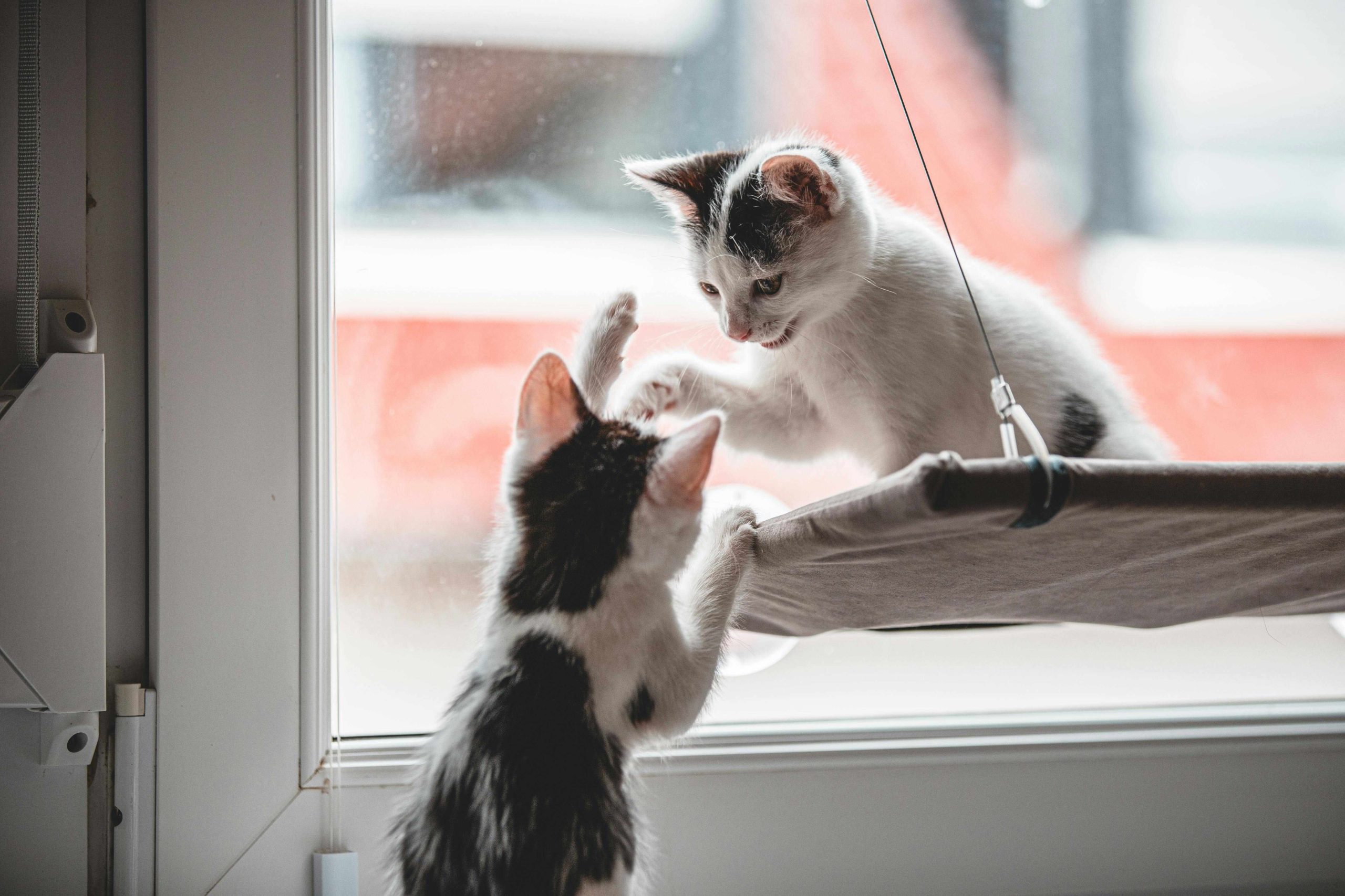 Deux chatons interagissant près d’une fenêtre