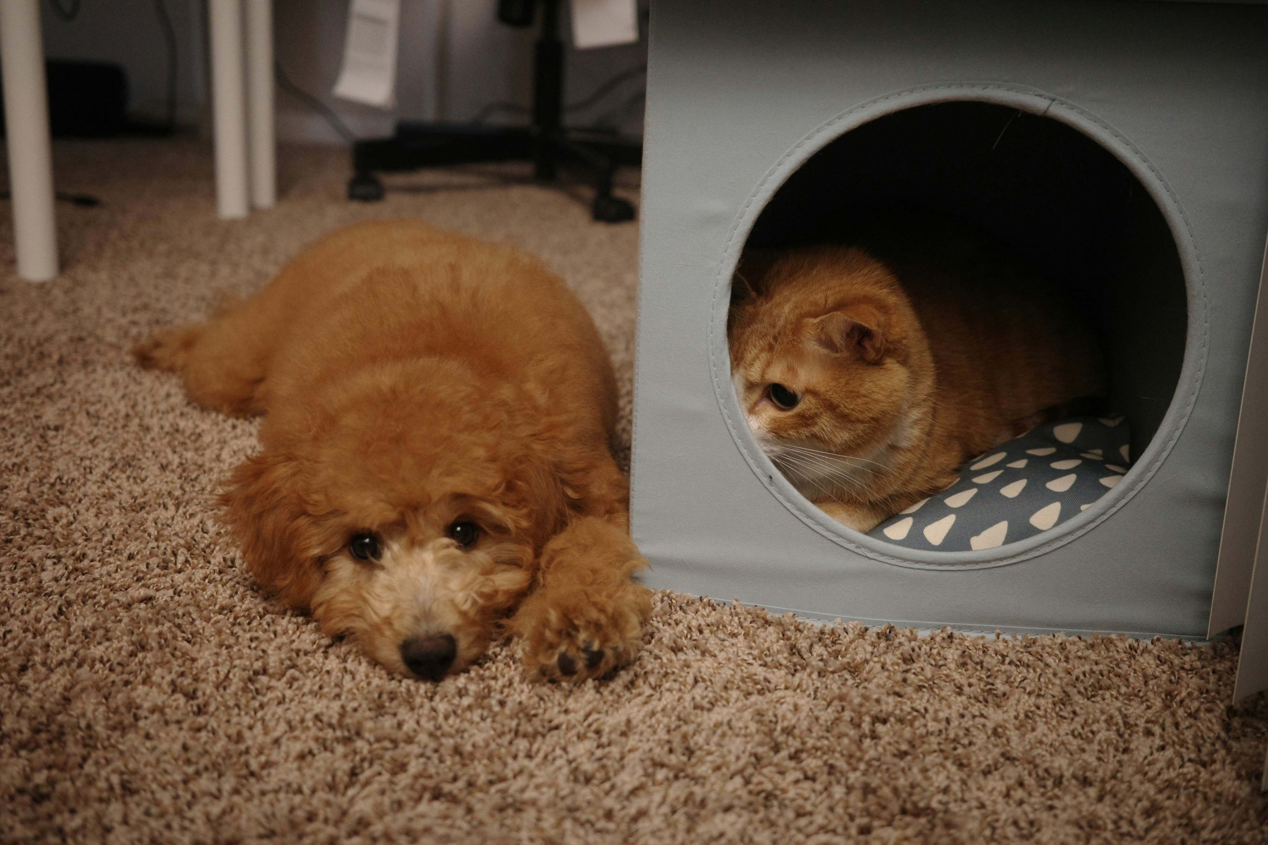 Chat installé dans une cachette tandis qu’un chien est allongé à proximité